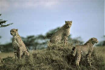 Картинка животные гепарды холм трава