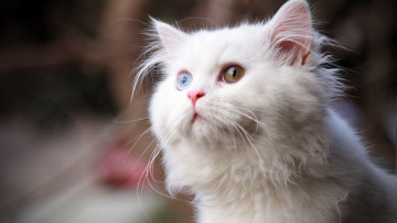 Картинка животные коты гетерохромия белый кот