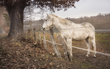 обоя животные, лошади, забор, конь, природа