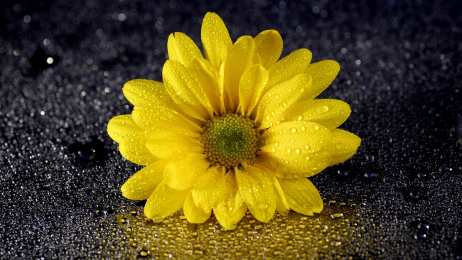 Обои картинки фото цветы, хризантемы, желтый, капли