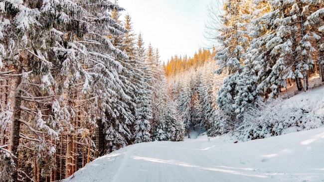 Обои картинки фото природа, дороги, снег, лес