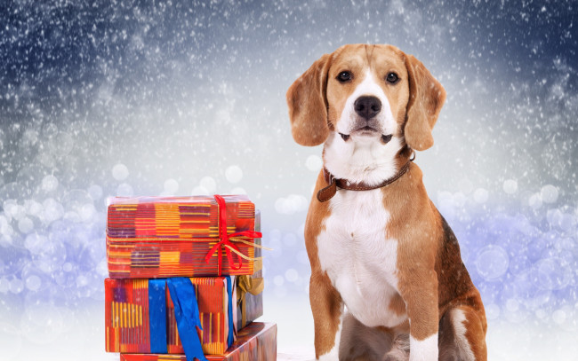 Обои картинки фото животные, собаки, коробки, снег, подарки, пес, собака