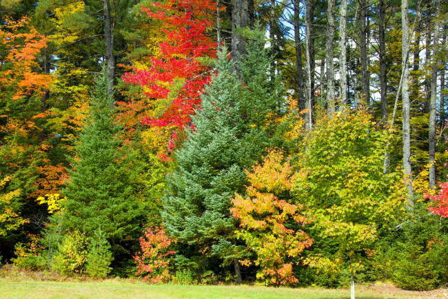 Обои картинки фото природа, лес, листопад, осень