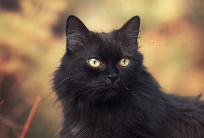 Обои картинки фото животные, коты, black, cat