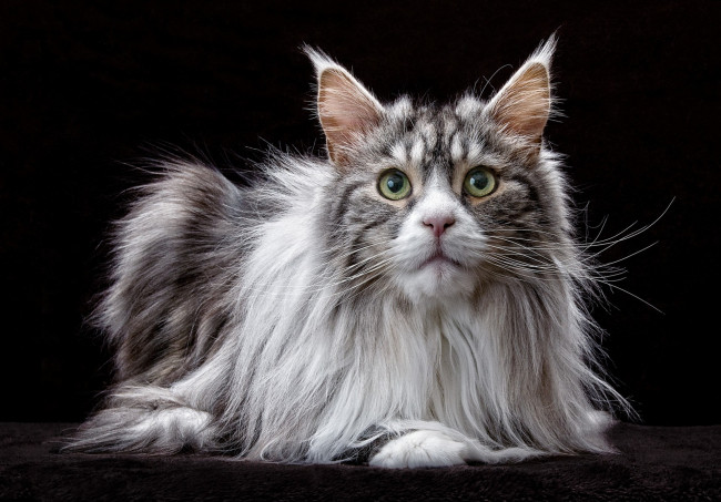 Обои картинки фото maine coon cat, животные, коты, киса