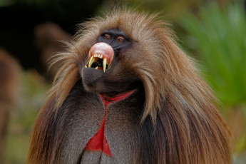 Картинка гелада животные обезьяны эфиопия окраска приматы клыки млекопитающие шерсть обезьяна