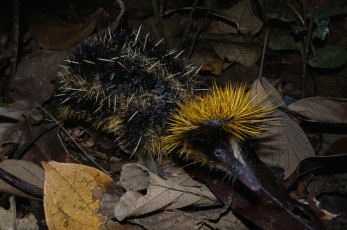 обоя tenrec madagascar, животные, тенреки, tenrec, madagascar, тенрек, афросорициды, хордовые, млекопитающие, колючки