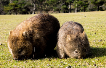 Картинка вомбаты животные хордовые австралия млекопитающие сумчатые двурезцовые детёныш вомбатовые вомбат