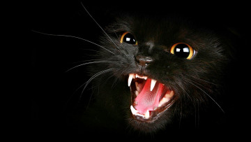 Картинка животные коты злой клыки морда котенка
