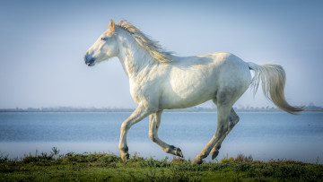 Картинка животные лошади галоп бег серый конь
