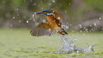 Картинка животные птицы вода обыкновенный зимородок рыбка охота