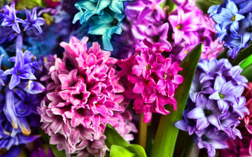 Картинка цветы гиацинты разноцветные
