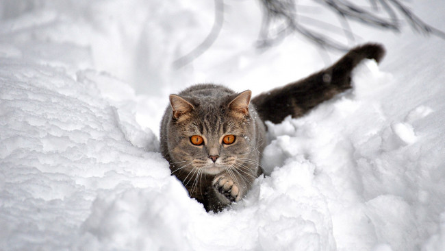 Обои картинки фото животные, коты, лапка, охота, снег, кот