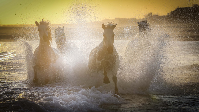 Обои картинки фото животные, лошади, брызги, движение, солнце, свет, галоп, бег, табун, кони