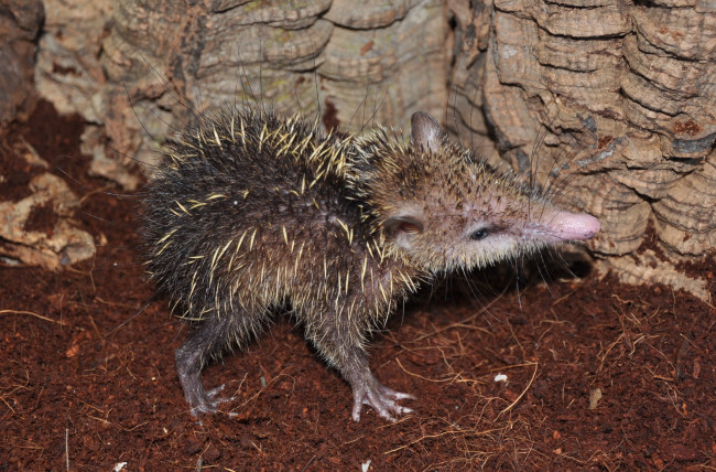 Обои картинки фото tenrec madagascar, животные, , , tenrec, madagascar, тенрек, афросорициды, хордовые, млекопитающие, колючки