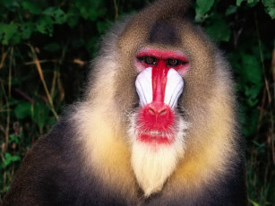 Картинка животные обезьяны обезьяна бабуин