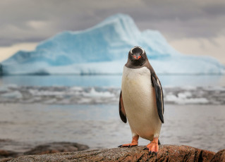 Картинка животные пингвины айсберг природа смотрит на зрителя снег лед вид океан птица пейзаж вода холодная арктика размыто