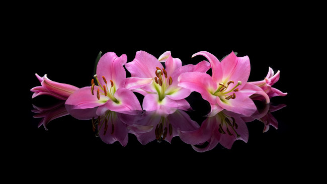 Обои картинки фото цветы, лилии,  лилейники, розовые, отражение