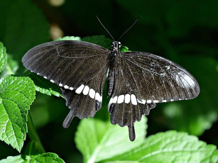Картинка common mormon животные бабочки