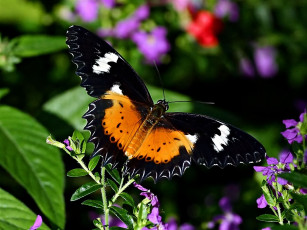 Картинка malaysian lacewing животные бабочки
