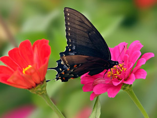 Картинка pipevine swallowtail животные бабочки