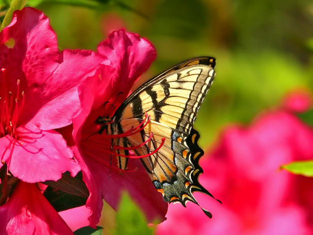 Обои картинки фото axalea, swallowtail, животные, бабочки