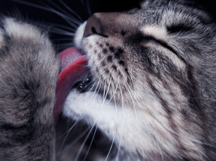 Картинка животные коты язык кошка