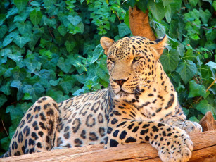 Картинка животные леопарды листья персидский леопард