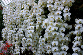 Картинка цветы орхидеи белый ветки много