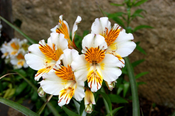 Картинка цветы альстромерия желтый перуанская лилия белый пестрый