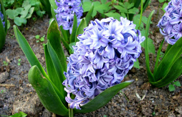 Картинка цветы гиацинты фиолетовый