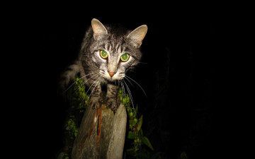 Картинка животные коты тьма ночь кошка