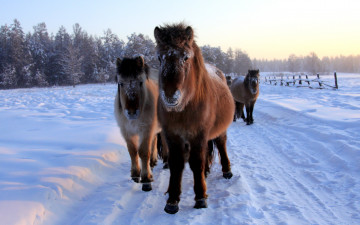 Картинка животные лошади снег зима конь пони
