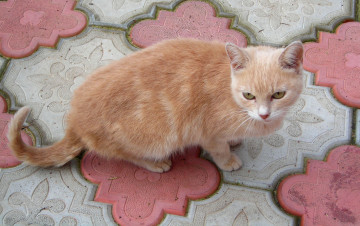 Картинка животные коты кошка рыжий