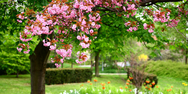Обои картинки фото цветы, сакура, вишня, природа