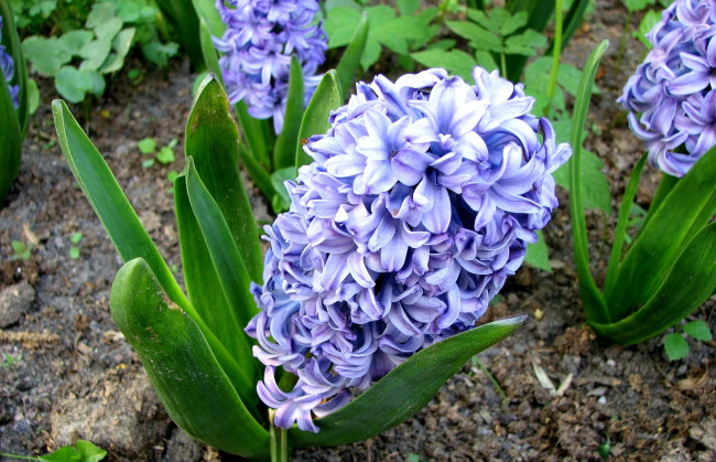 Обои картинки фото цветы, гиацинты, фиолетовый