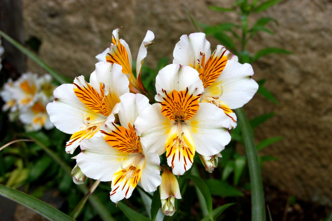 Обои картинки фото цветы, альстромерия, желтый, перуанская, лилия, белый, пестрый