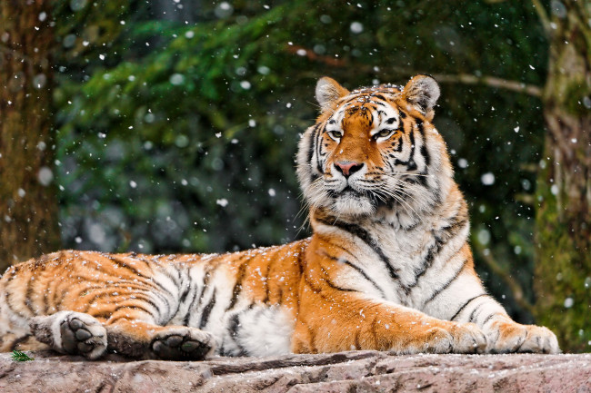 Обои картинки фото животные, тигры, амурский, тигр, снег