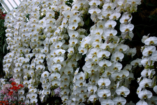 Обои картинки фото цветы, орхидеи, белый, ветки, много