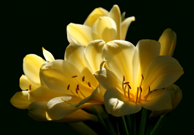 Обои картинки фото цветы, кливия, желтый, свечение