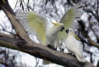 Картинка животные попугаи пара хохолок какаду ухаживание