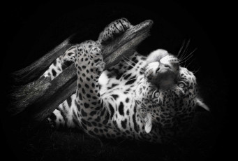 Картинка животные Ягуары морда ветка