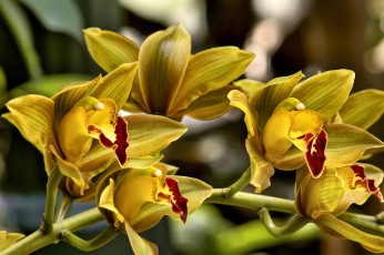 Картинка цветы орхидеи желтый ветка