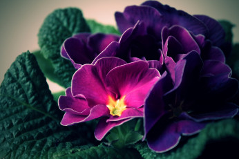 Картинка цветы примулы лиловый макро