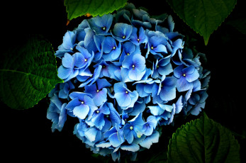 Картинка цветы гортензия голубой соцветие