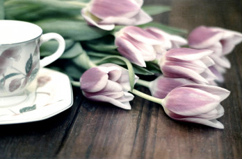 Картинка цветы тюльпаны бутоны чашка