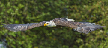 Картинка животные птицы хищники белоголовый орлан полёт крылья птица хищник
