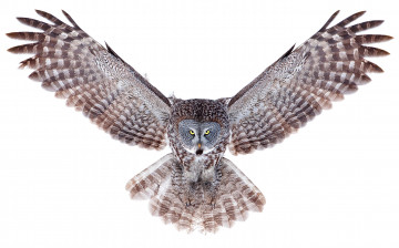 Картинка животные совы размах полет крылья