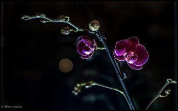 Картинка цветы орхидеи лиловый ветка