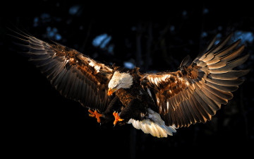 Картинка животные птицы хищники птица крылья eagle орел